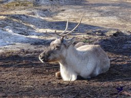 Tiergarten Schönbrunn am 27.01.2026